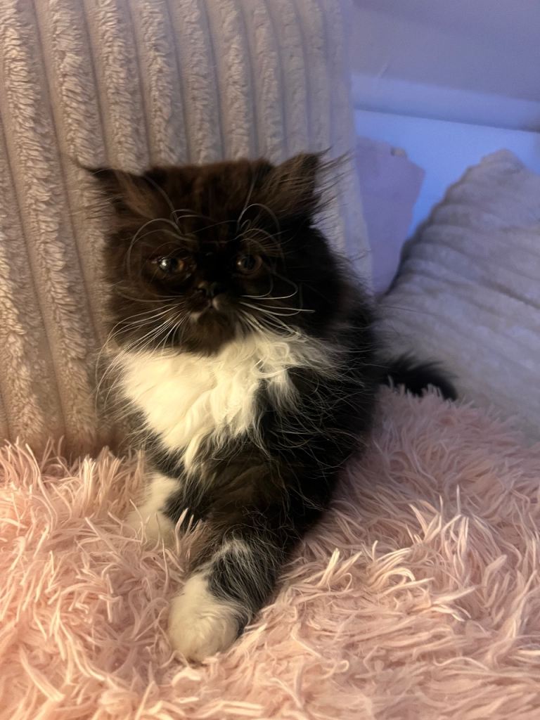 Only 2 Gorgeous Persian Kittens Left