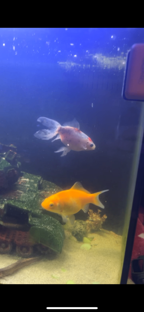 2 goldfish