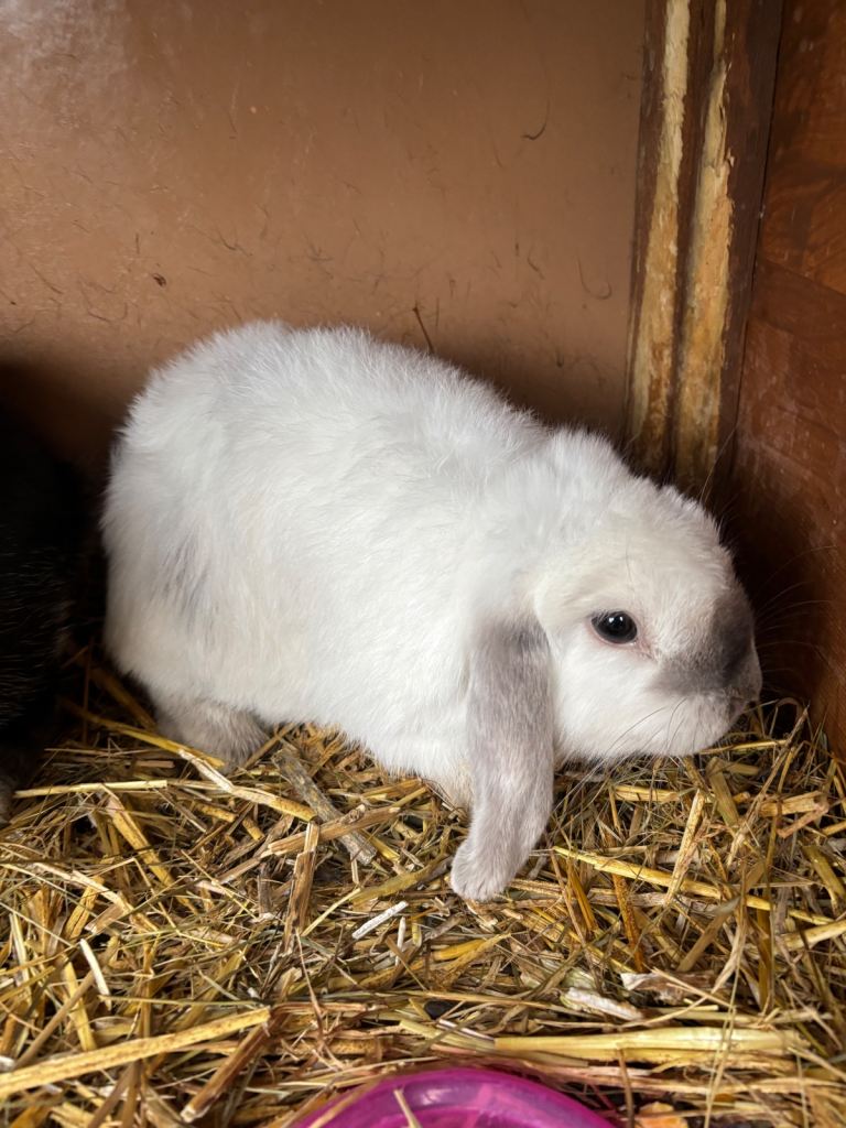 Baby minilop rabbits