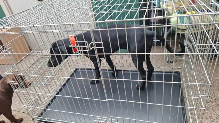 Xl dog cage height 82cm xwidth 76m x length 118cm