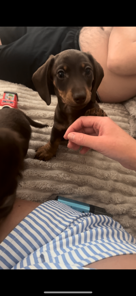 2 Datchunds puppies left 