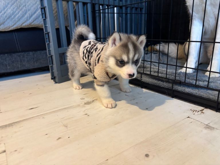 Husky pups for sale 