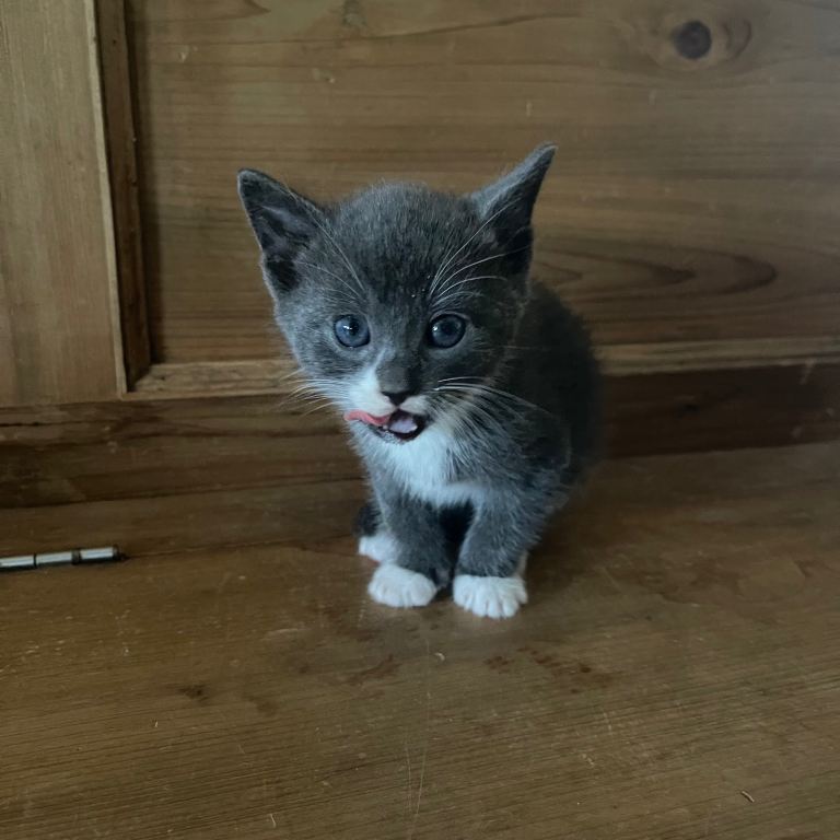 Scottish Highland Kittens Looking for Their New Homes – 4 Boys & 1 Girl