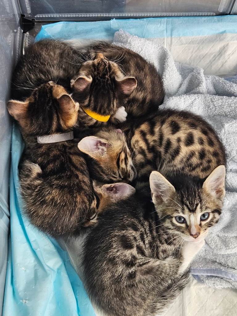 Bengal cross kittens 