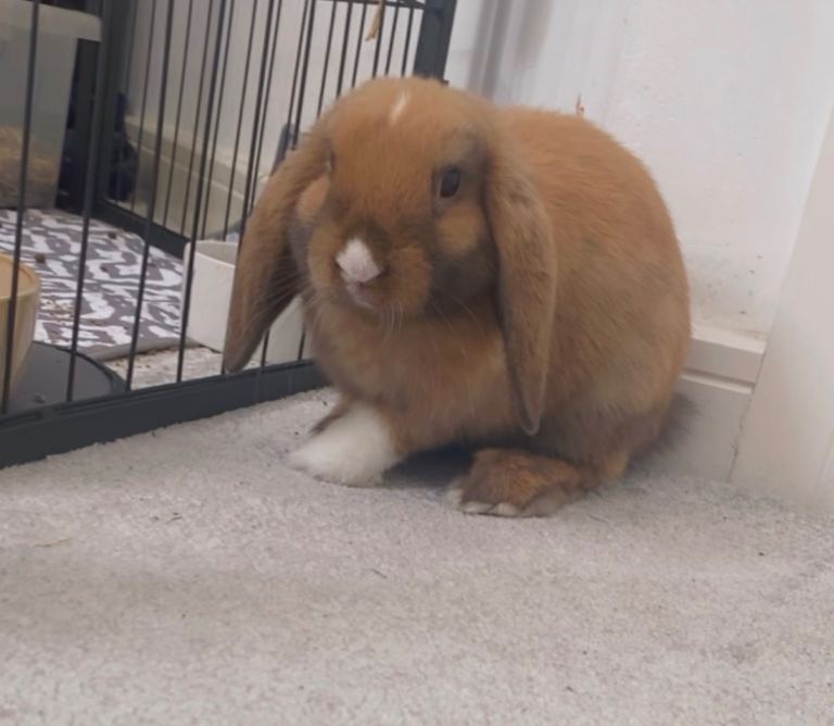 Mini lops 