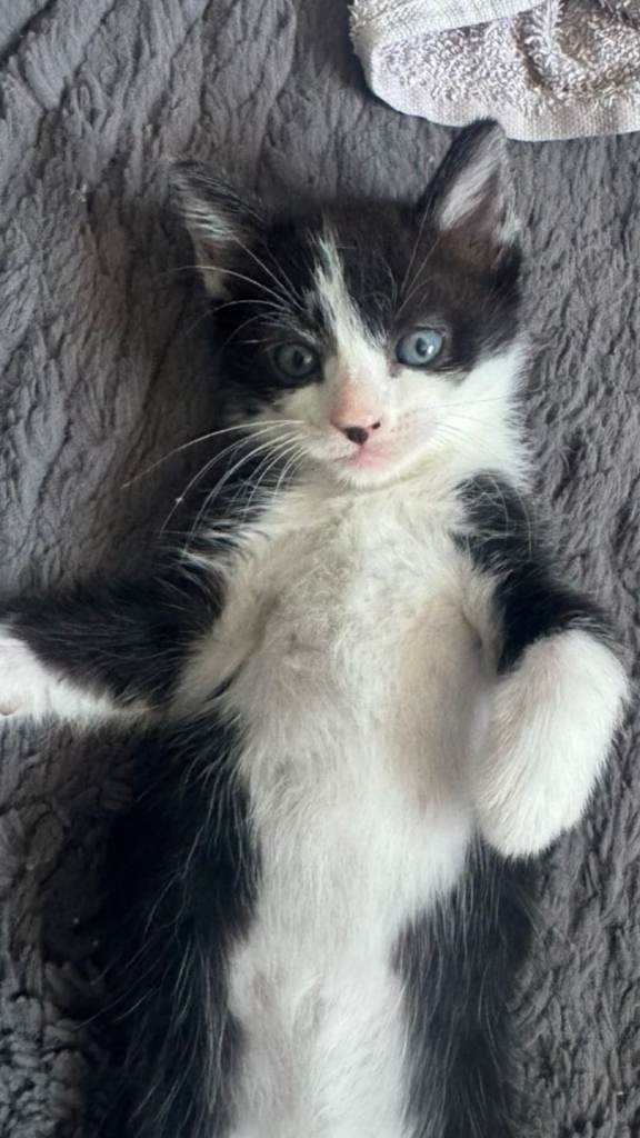 Kittens 