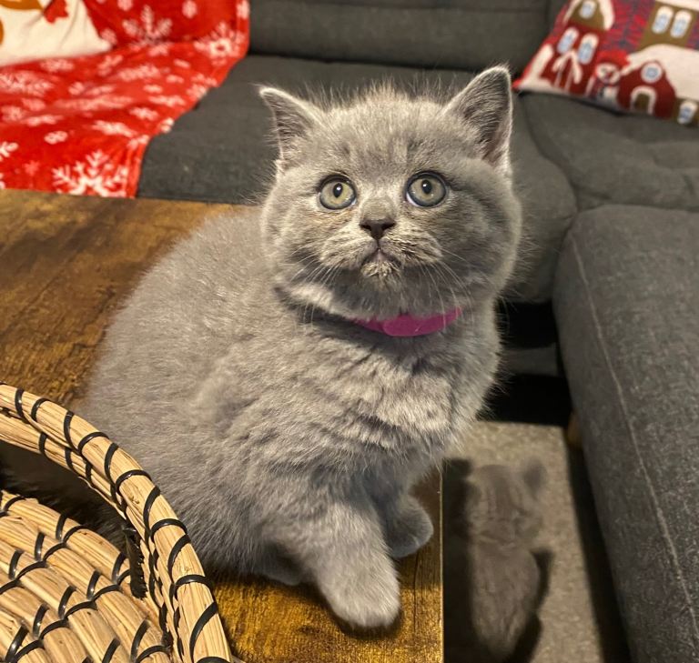 Beautiful British short hair GCCF/TICA