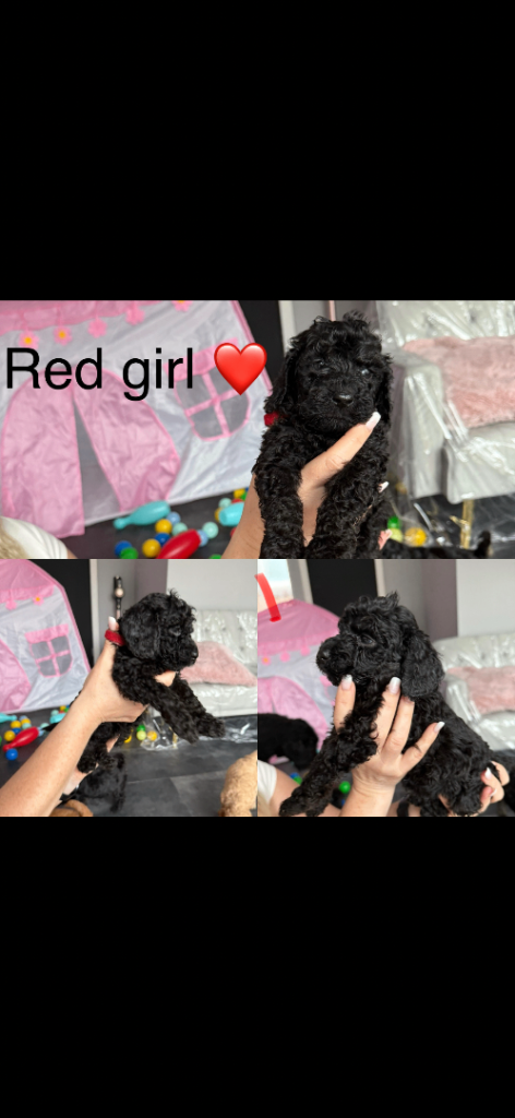 Cute cockapoo puppy 1 girl available 