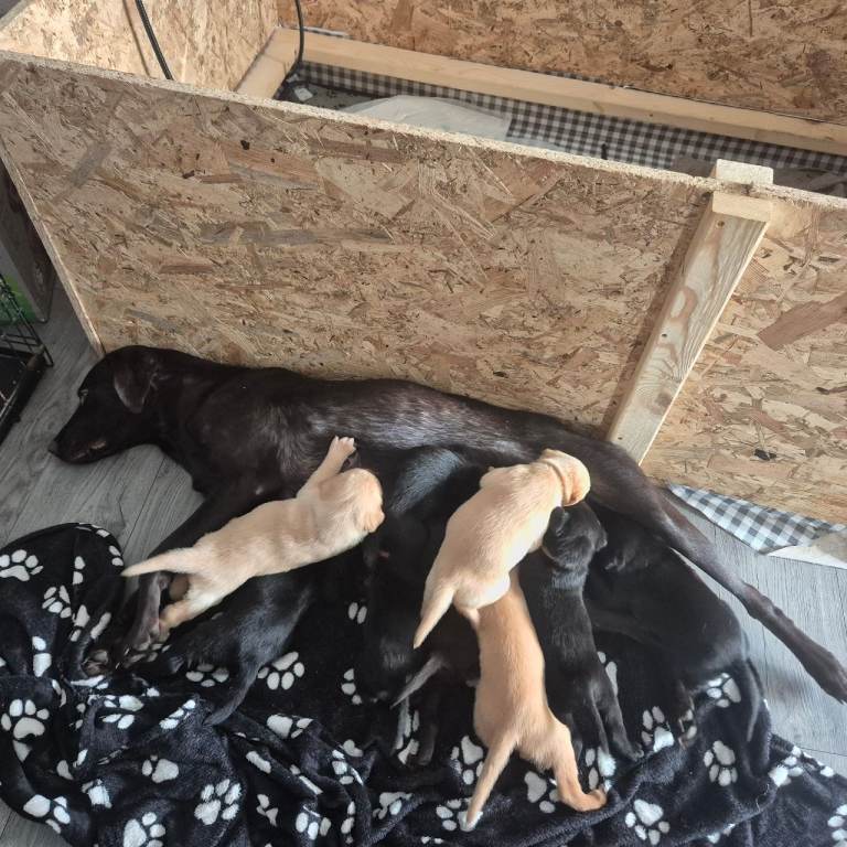 Kc registered adorable labrador 
