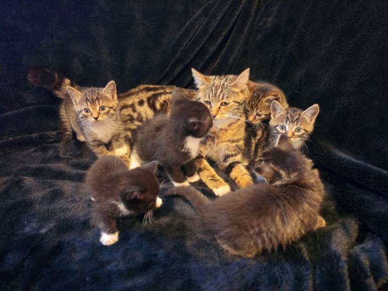 Chinchilla Persian x Maine Coon Kittens