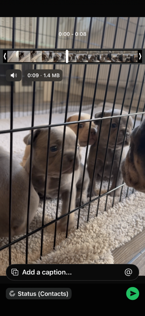 Full pedigree kc registered they come from good stock 