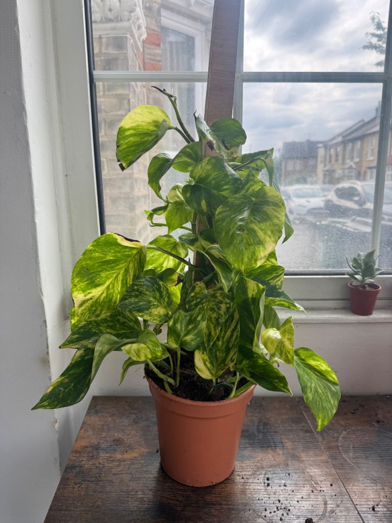 Healthy Pothos Plant in Terracotta Pot