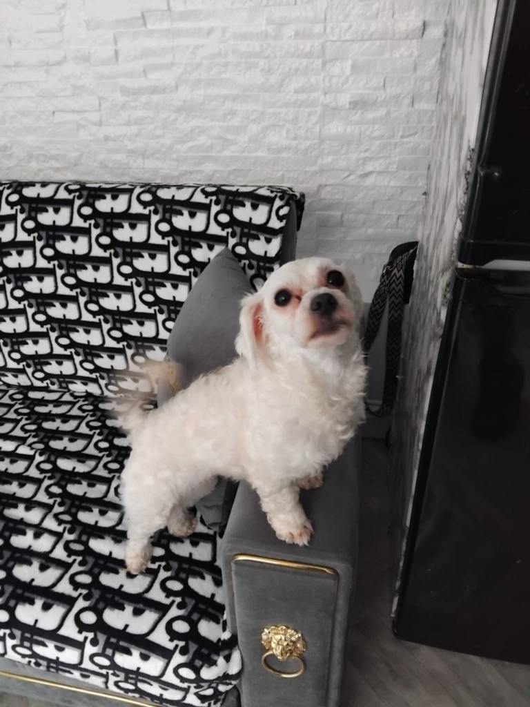 Dog for sale