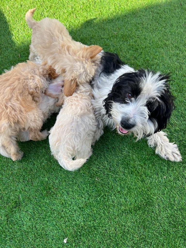 Cockapoo puppies 
