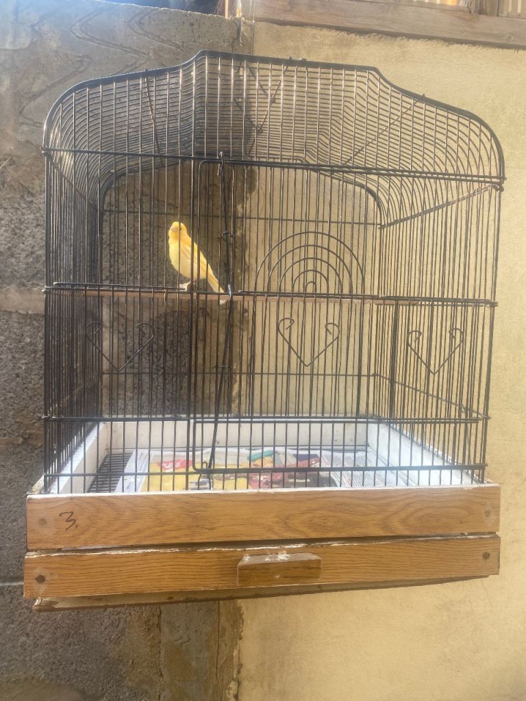 2 Canaries with cage