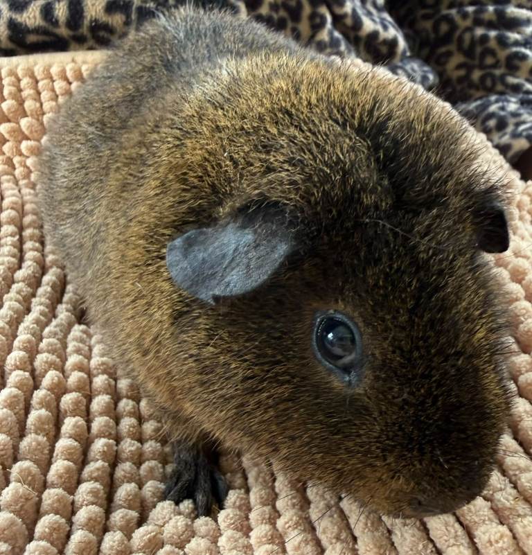 Male guinea pig for sale