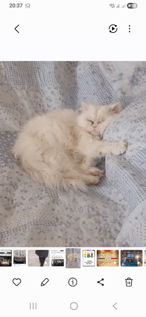 Persian cat 