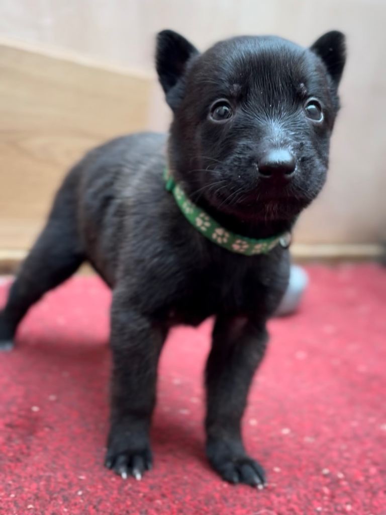 Dutch malinois puppies - 13/12/2025 ready 