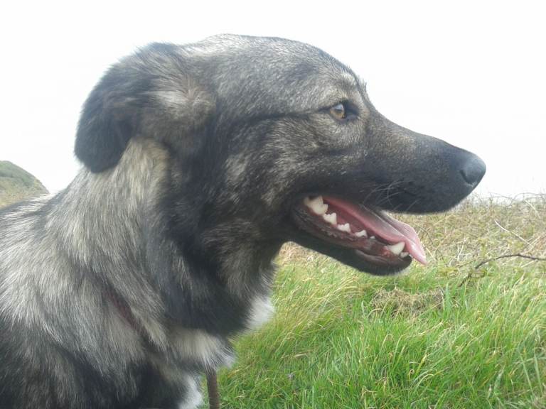 Beautiful Mixed Breed Female Looking For Forever Home