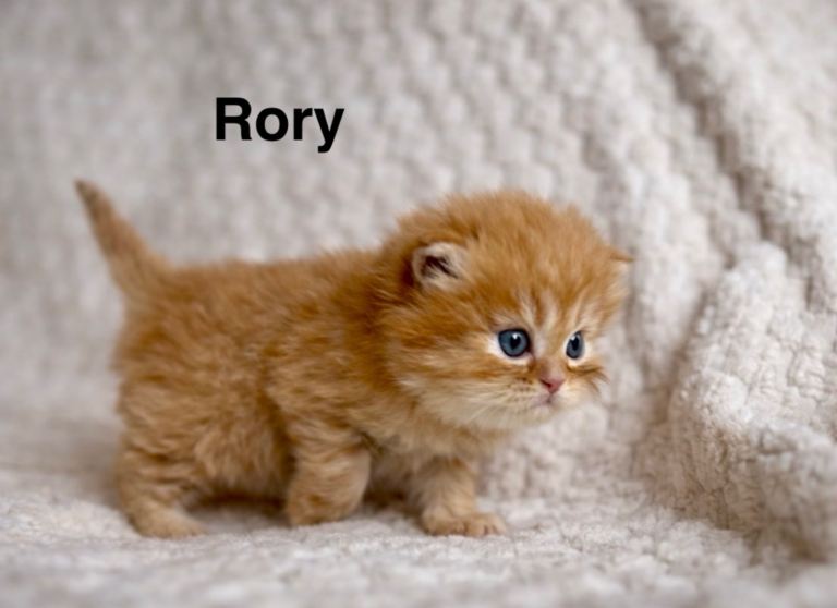 *Last 2* Gorgeous litter of Persians