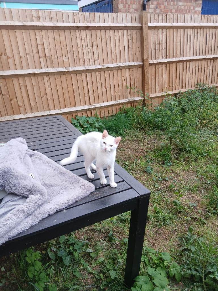 White turkish angora kitten 