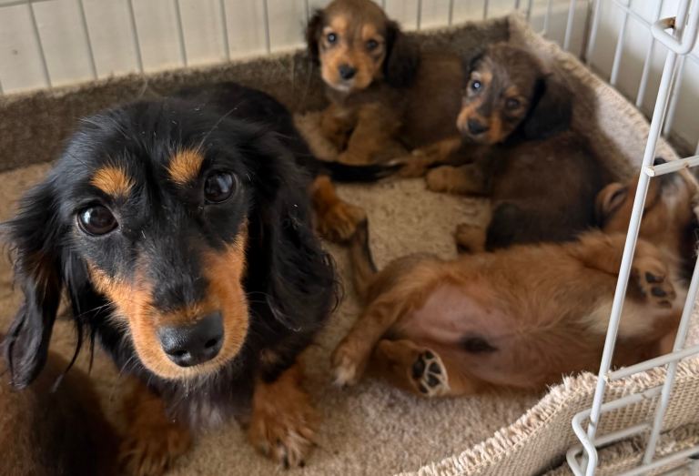 Long haired dachshund 