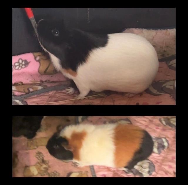 image for Guinea Pigs