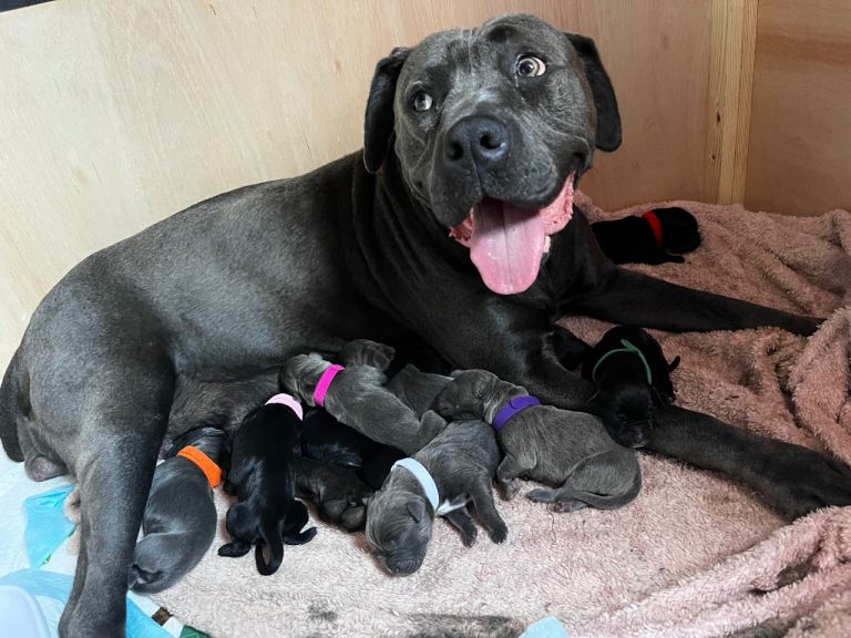 Cane corso pups 