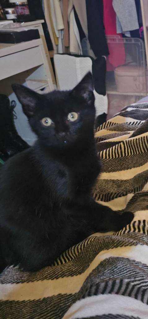 5month old male kitten