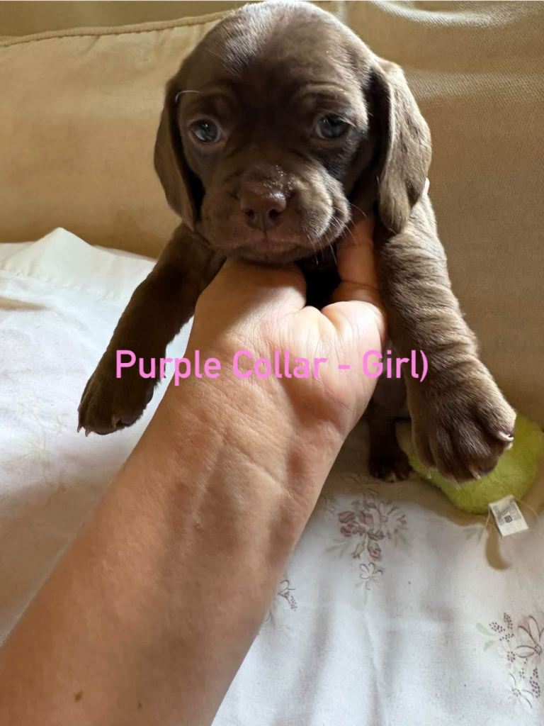 Cross breed Pug and dachshund Puppies for sale - £650