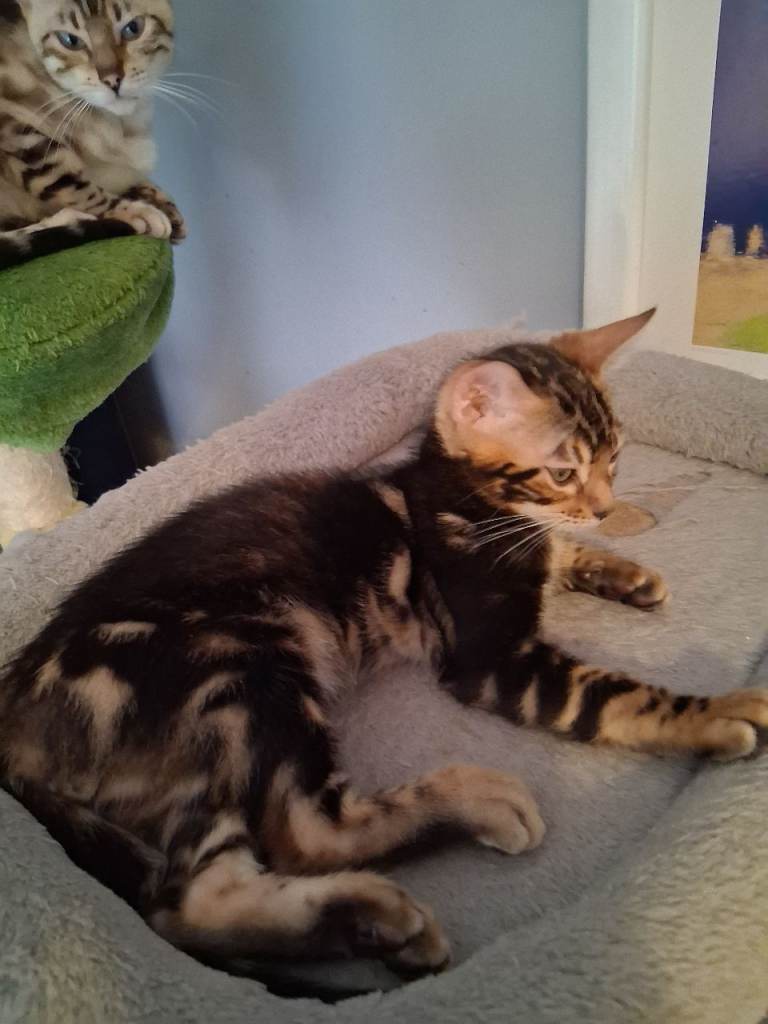 Marble Bengal Kitten