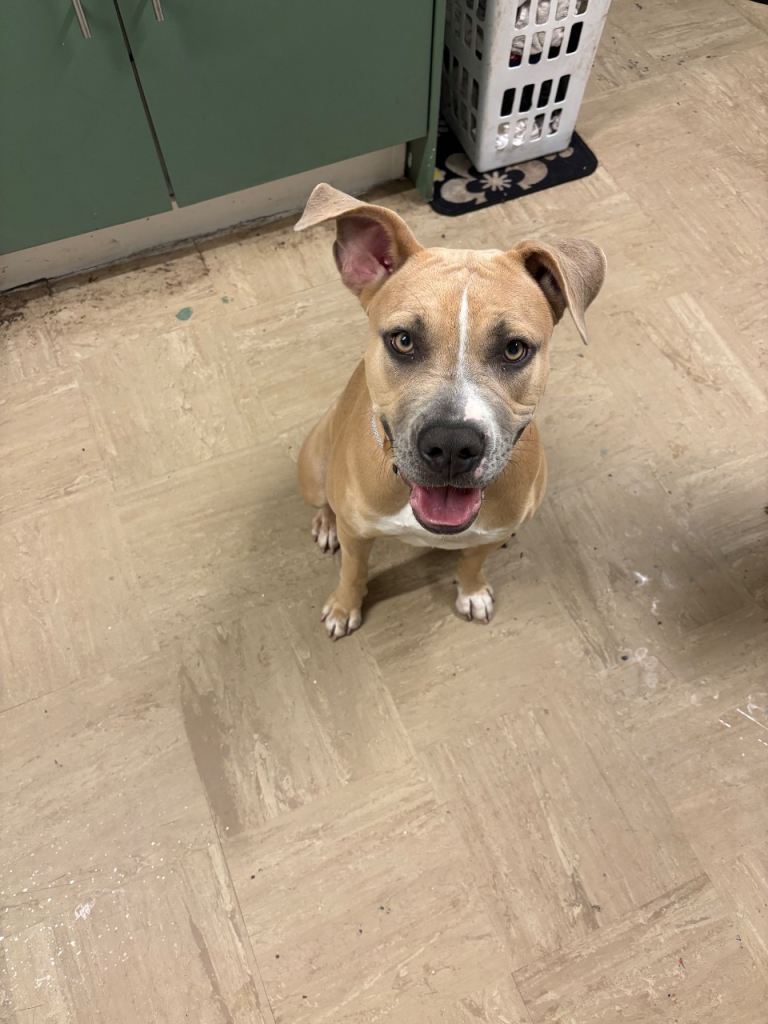 10 month female for sale 