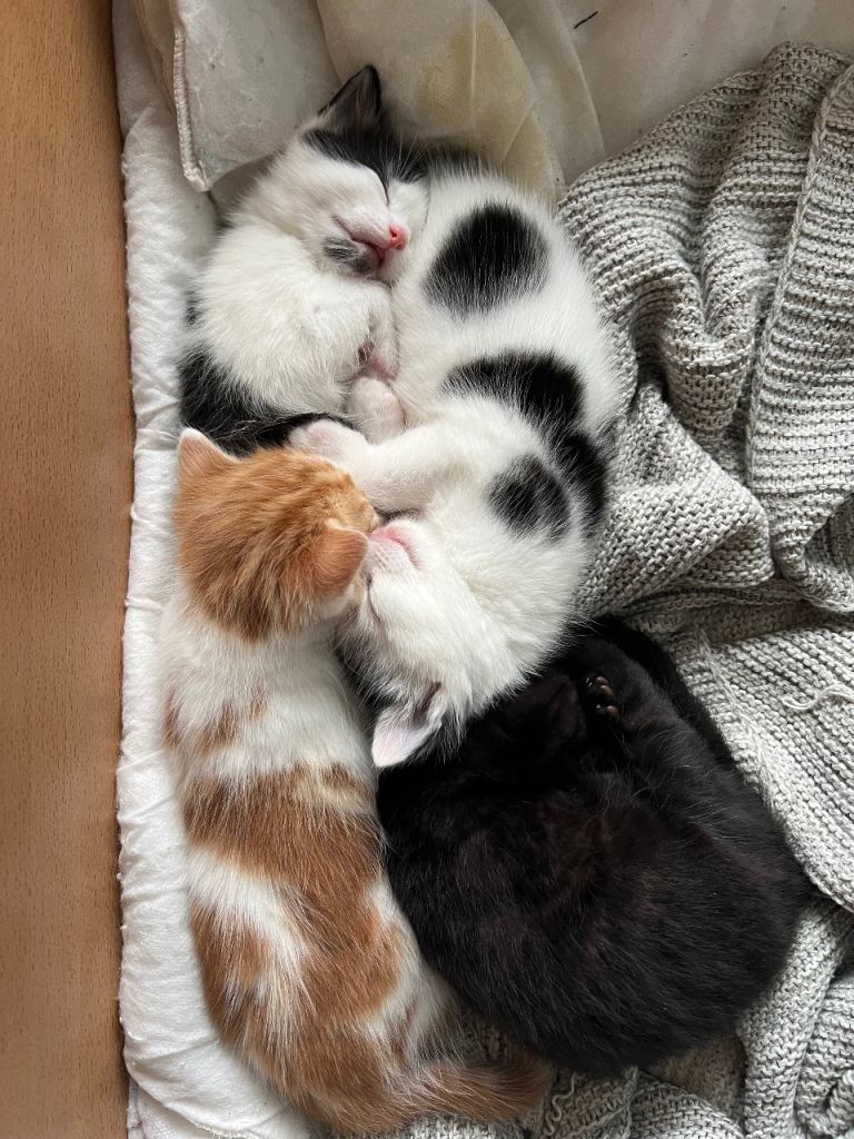 Kittens for sale