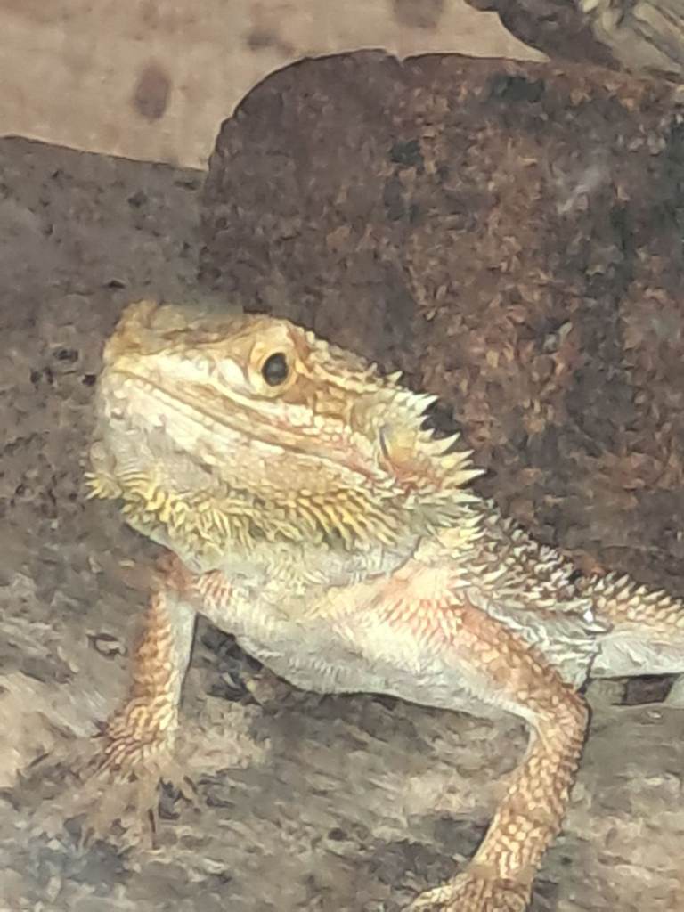 1 year old male bearded dragon with set up
