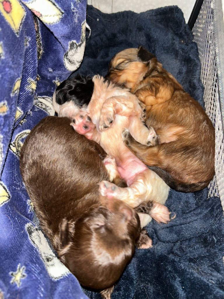 Cocker spaniel cross