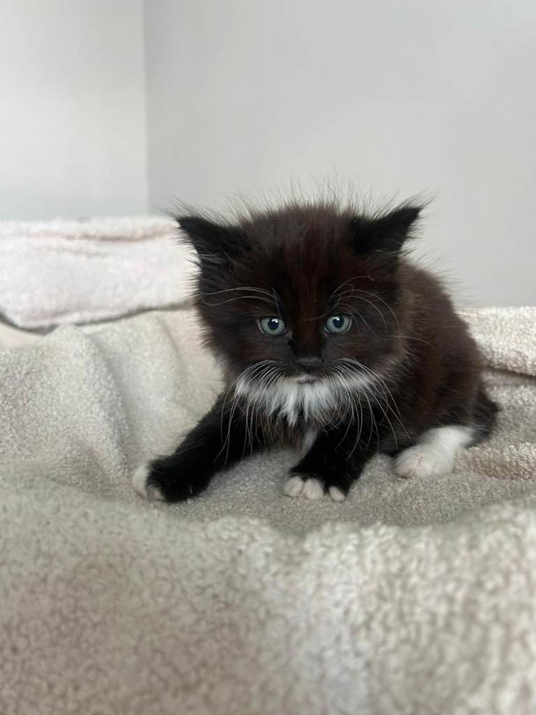 Long haired kittens