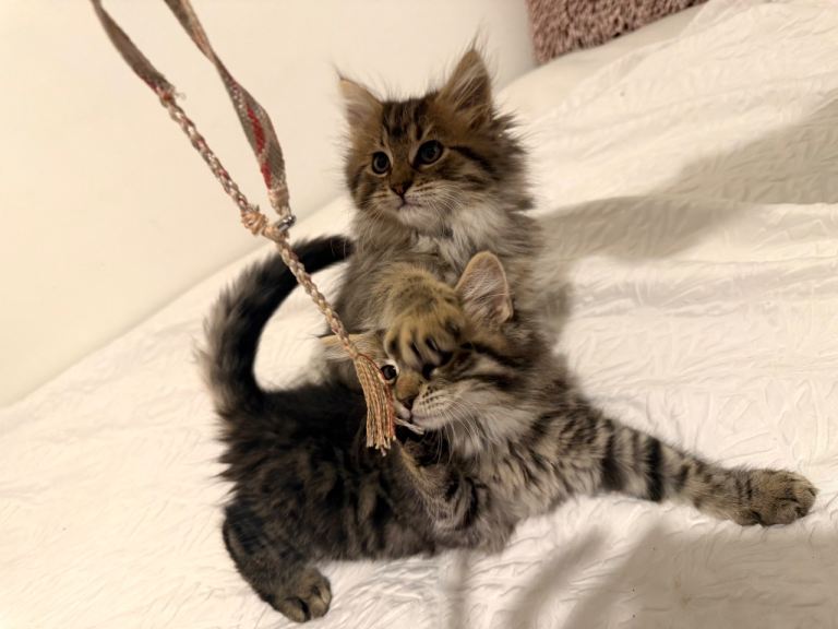 2 Beautiful long haired kittens, Gartcosh 