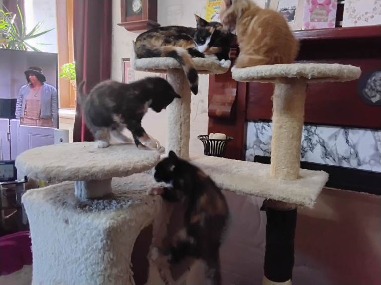 3 Beautiful British Short Hair Kittens.