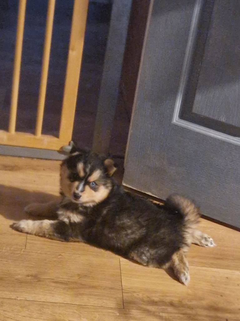 Pomsky male pup ready to go 