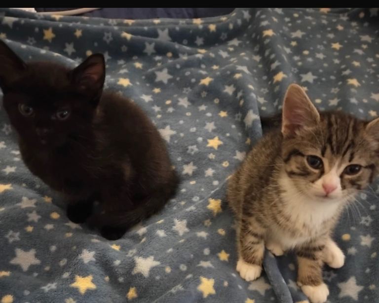 2 female kittenes- 8 weeks!