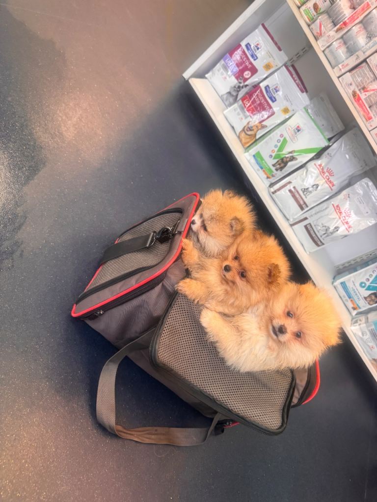 Adorable pure Pomeranian puppies  xs