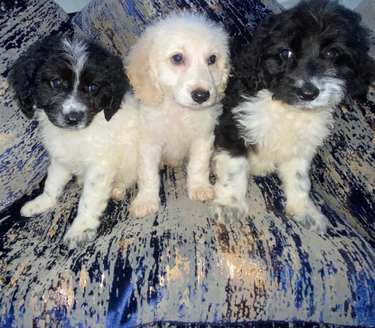 F1 Cocapoo puppies 3 pups left!
