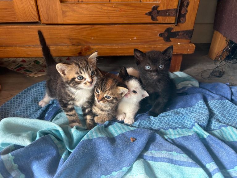 3 beautuful mixed breed kittens 
