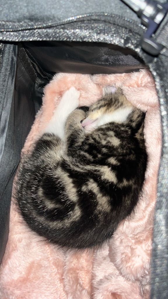 10 week old female Tabby Kitten