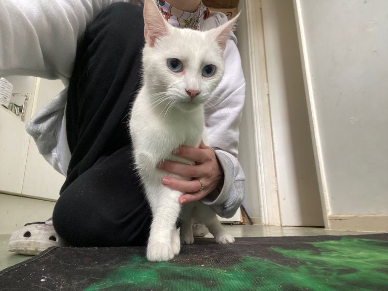 White angora cat, unneutered, collection only.
