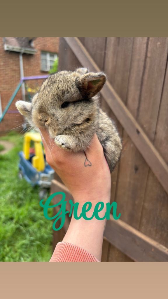 Mini lop babies