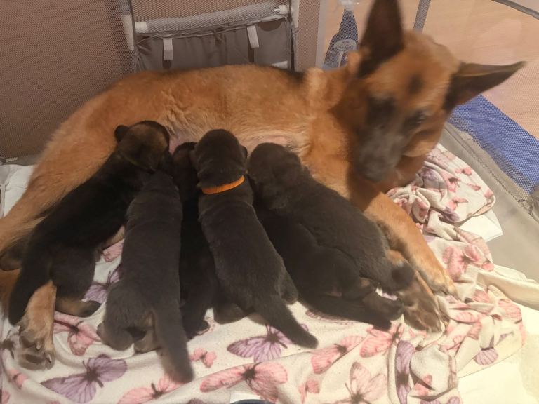 Cute German Shepherd puppies looking for forever homes 