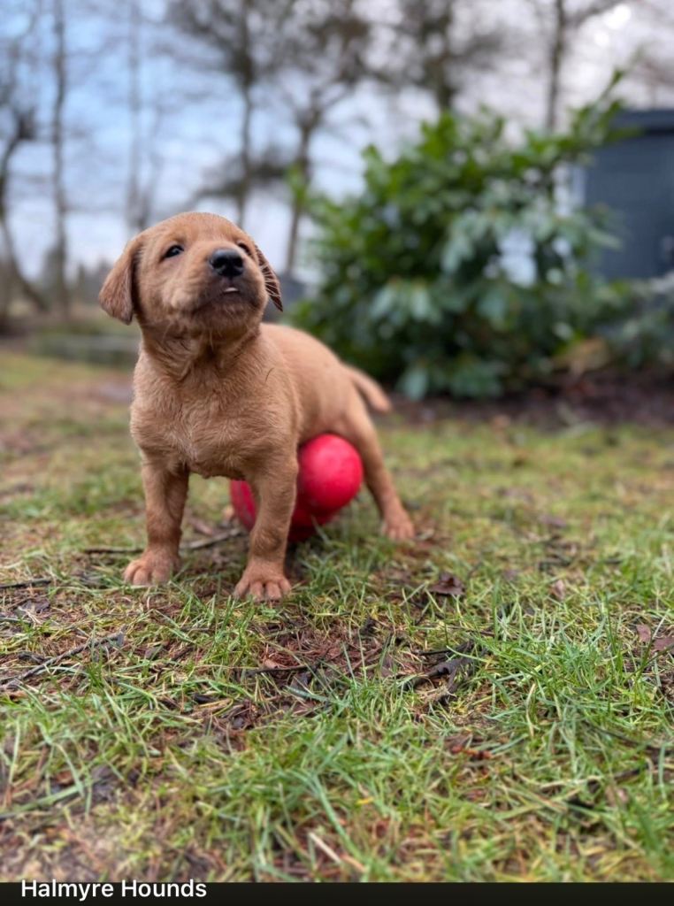 Labrador retriever red fox Labrador puppies 