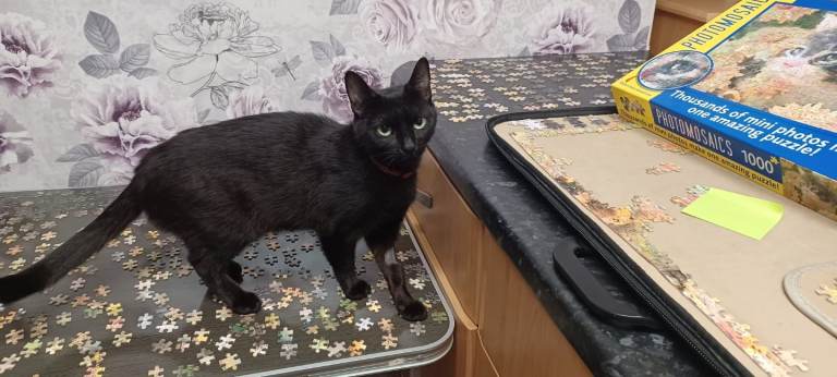 Kitten for sale