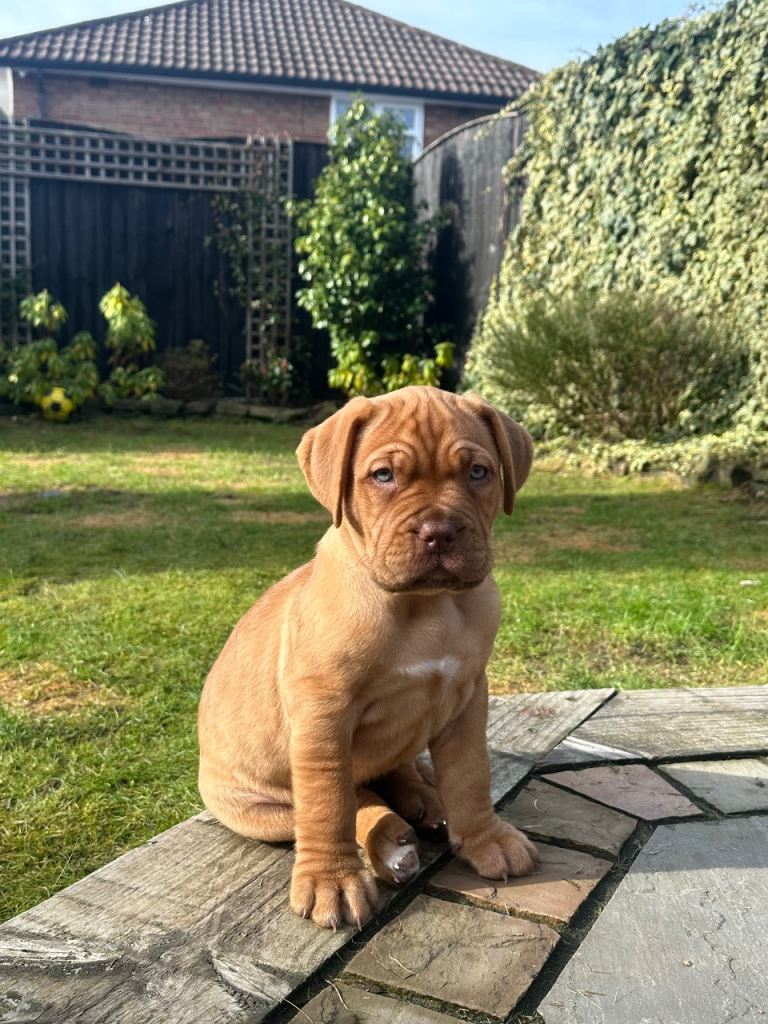  puppy (dogue de Bordeaux) 